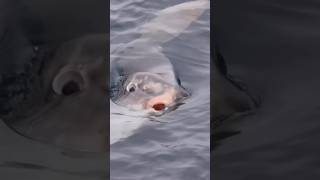 Capturan en video al pez luna alimentándose