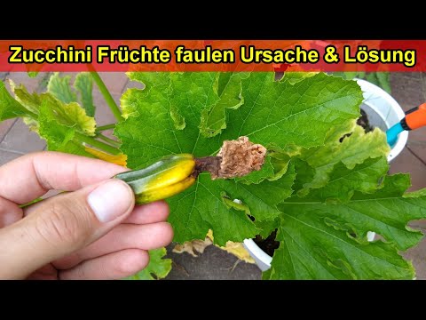 , title : 'Zucchini Früchte faulen an Spitze ab Ursache & Lösung - Zucchini  sterben, fallen ab & verkümmern'