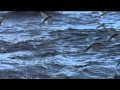 Life Flying Fish