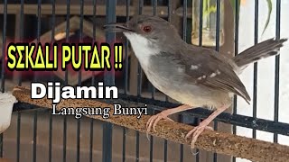 Download lagu ciblek semi gacor, putar tiap PAGI agar ciblek semi ikut nyaut GACOR mp3