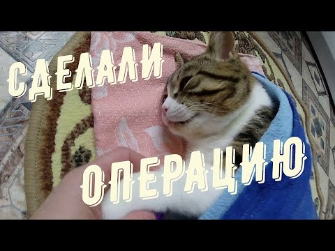 ОПЕРАЦИЯ у Баксика 🐱 Кот и Наркоз....