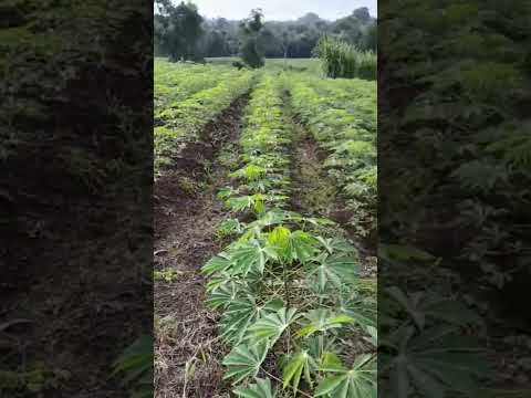 - Yuca en crecimiento | La Fortuna, San Carlos 🇨🇷