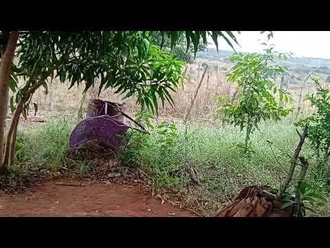 Mostrando começou a floração  da manga 🥭🥭 no sítio carro quebrado Jucás ceara 