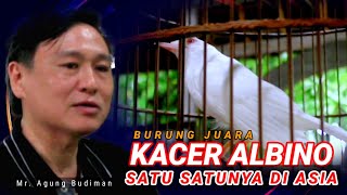 Download lagu KANJENG‼️Kacer ALBINO UNTUK LOMBA🏅 HANYA SATU SE ASIA mp3 Download lagu KANJENG‼️Kacer ALBINO UNTUK LOMBA🏅 HANYA SATU SE ASIA mp3
