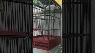 Download lagu cucak rawis gacor mp3