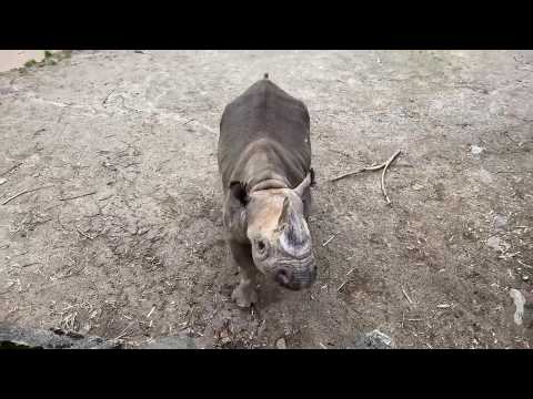Home Safari - Black Rhino Seyia - Cincinnati Zoo