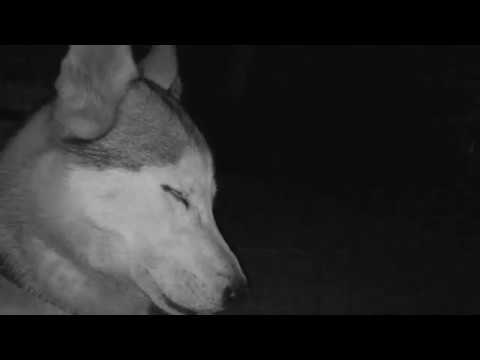 MATRANG - КИНО (OFFICAL MUSIC VIDEO)