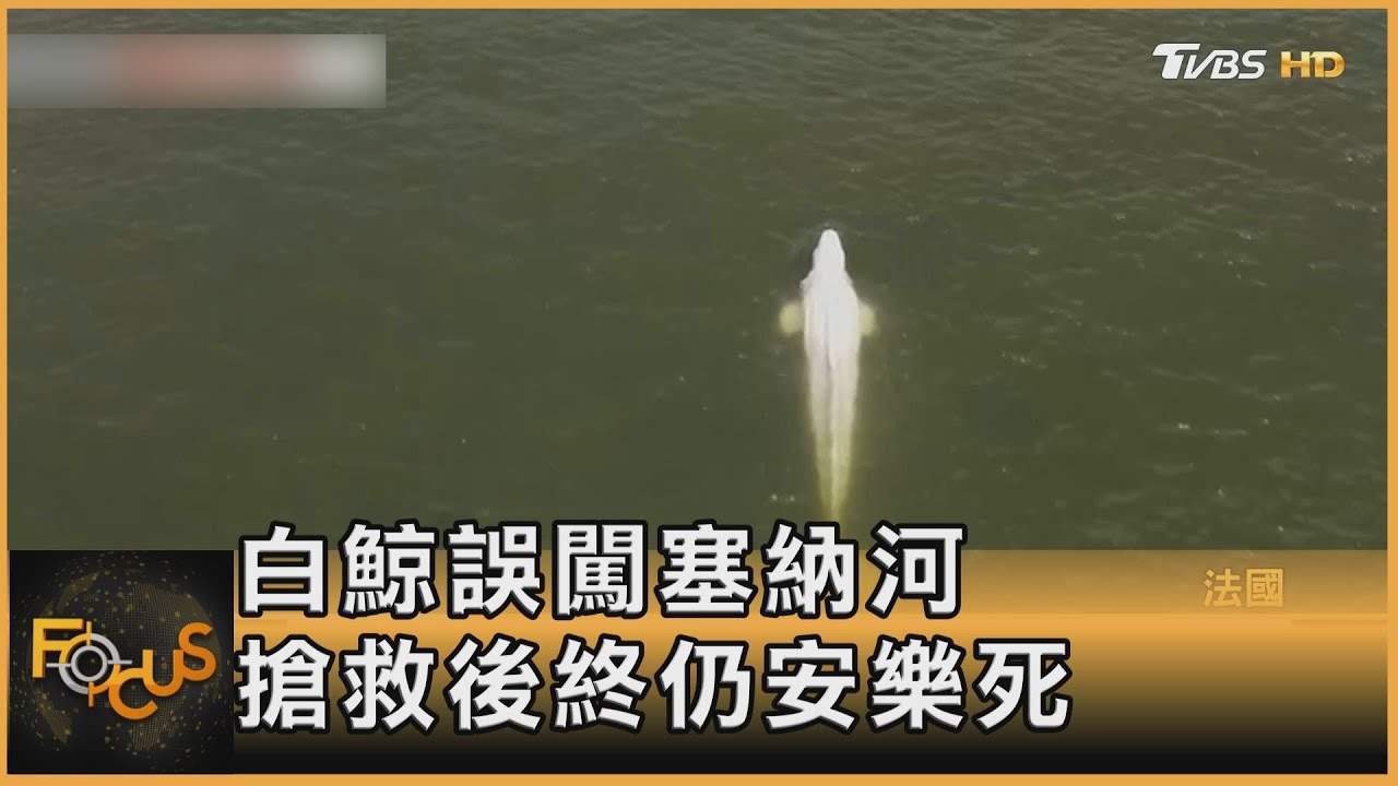 迷途塞納河困一週！白鯨呼吸衰竭.終安樂死