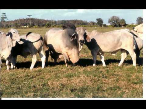 Black Star - Mairondo Pi