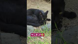 朝活❣️ジジ😊肉球かわいい🐾#黒猫#猫のいる暮らし #元気になる動画
