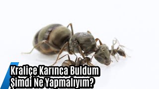 Rehber Serisi Bölüm #2 Kraliçe Karınca Buldum Ne Yapmalıyım?