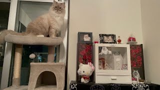 先代猫のお仏壇にどうやってイタズラするか画策中のゼウスちゃんです