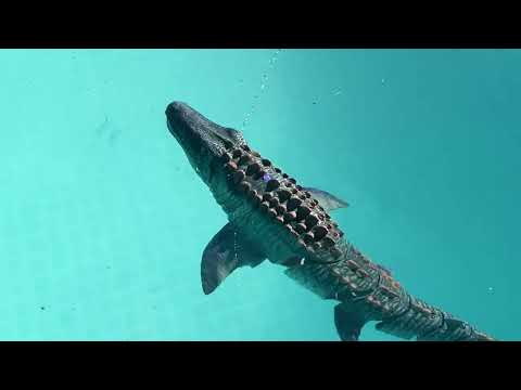Tetmco Remote Control Mosasaurus Water Pool Toys for Kids Review, High Simulation Scale Dino