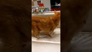 Download lagu dadi Siji kr koe bae siembul endul endul mp3