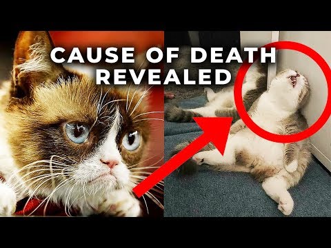 Grumpy Cat Death - The Disturbing Truth