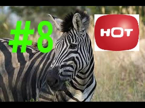 Honey Badger Videos - Honey Badger Fighting Zebra - Best Animal Videos 2014