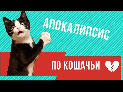 Апокалипсис по кошачьи. Приколы с котами