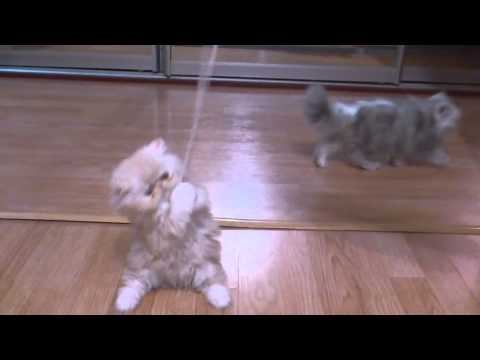 my cute cats ( RiKi & ViKi )