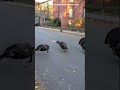Wild Turkeys In Brookline