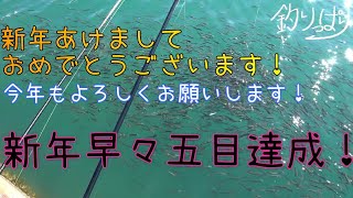新年初釣り！マイワシ大漁！五目達成！めでたい！【釣りっぱり】