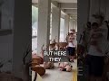 DEER Patiently Wait Out The Rain Together With People