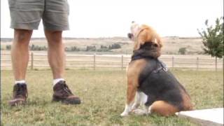 Dog Parks in Douglas County
