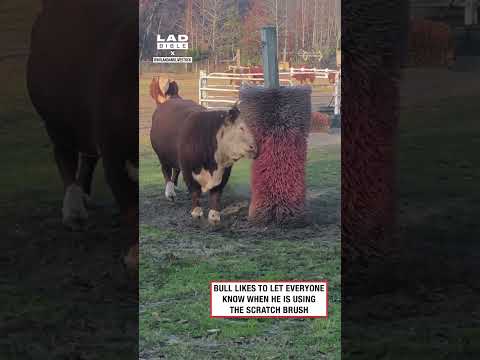 Bull likes to let everyone know when he is using the scratch brush 🤣 (🎥: TT/ ddv8661 via ViralHog)