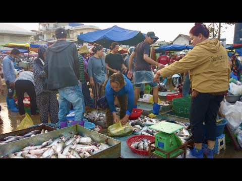 Cambodia Morning Wet Market & Street Food Market Scene: Fresh Fish Pork Vegetable | Studio Market TV