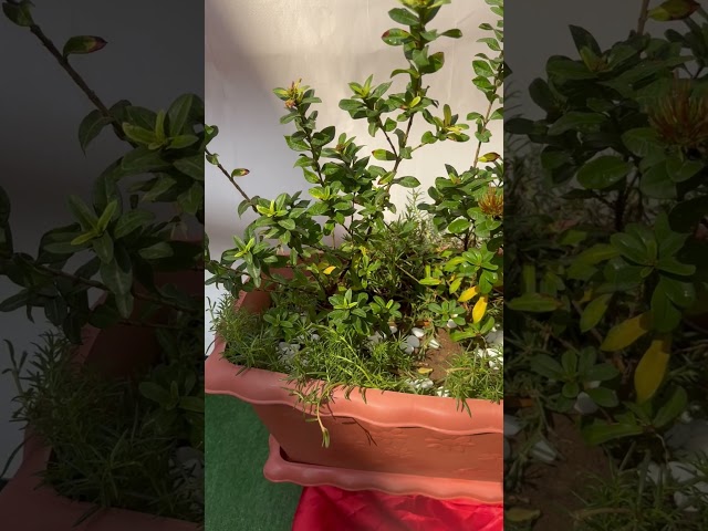 اكزورا نانا lxora coccinea