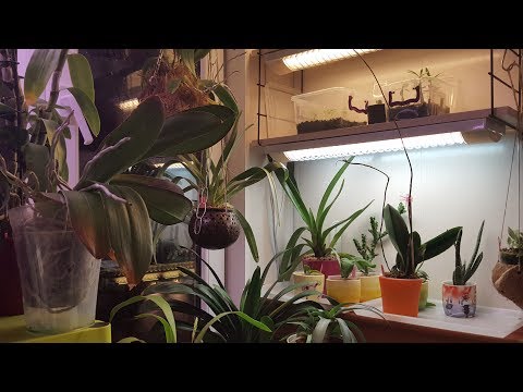 Что новенького в конце июля. Орхидеи и др.