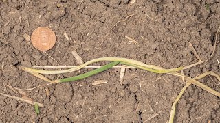 Maggot Damage to Onion Transplants