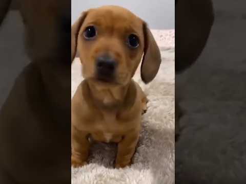 dash hound puppy listening music 🎵 #viralvideo #dog #bobbapets