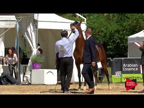 N.67 EB CRISTAL - Bergamo 2017 - 4-7 Years Old Stallions (Class 9)