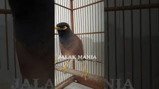 Download lagu Jalak Nias Betina Gacor Memanggil Jantan mp3