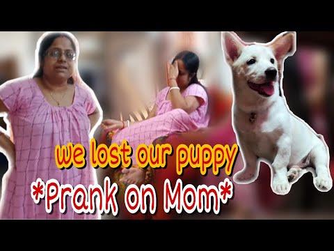 OUR PUPPY IS MISSING | WE LOST OUR DOG | DOG MISSING PRANK ON MOM | *GONE WRONG* | Dipa Mazumdar