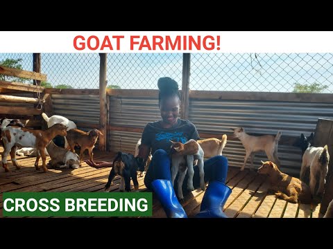, title : 'How To Start A GOAT FARM For High Profits!  | Tips For Beginners'