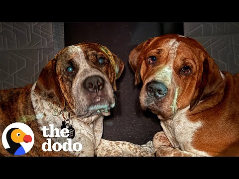 We’re Still Processing This Wild Story About Two “Death Row” Dog Brothers | The Dodo