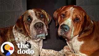 Download lagu Weโre Still Processing This Wild Story About Two โDeath Rowโ Dog Brothers | The Dodo mp3 Download lagu Weโre Still Processing This Wild Story About Two โDeath Rowโ Dog Brothers | The Dodo mp3