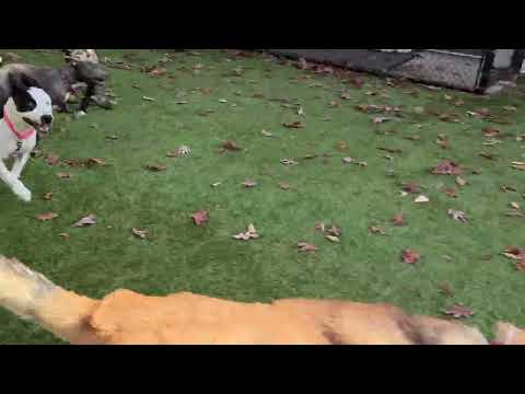 Flapjack, Lucas, Whirlwind, Cartie, Thor, Juice (F/R) and Joy (F/R)