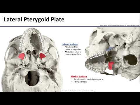 1 Temporal and Infratemporal Fossae