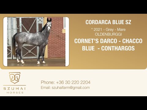 CORNET’S DARCO x CHACCO BLUE 2021 MARE HORSE FOR SALE