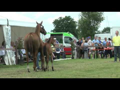 Sudweyher Fohlenschau 2012 - Kat.-Nr. 49