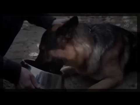 Polizeiruf 110 331 Stillschweigen Folge 331 HQ Krimi 2012