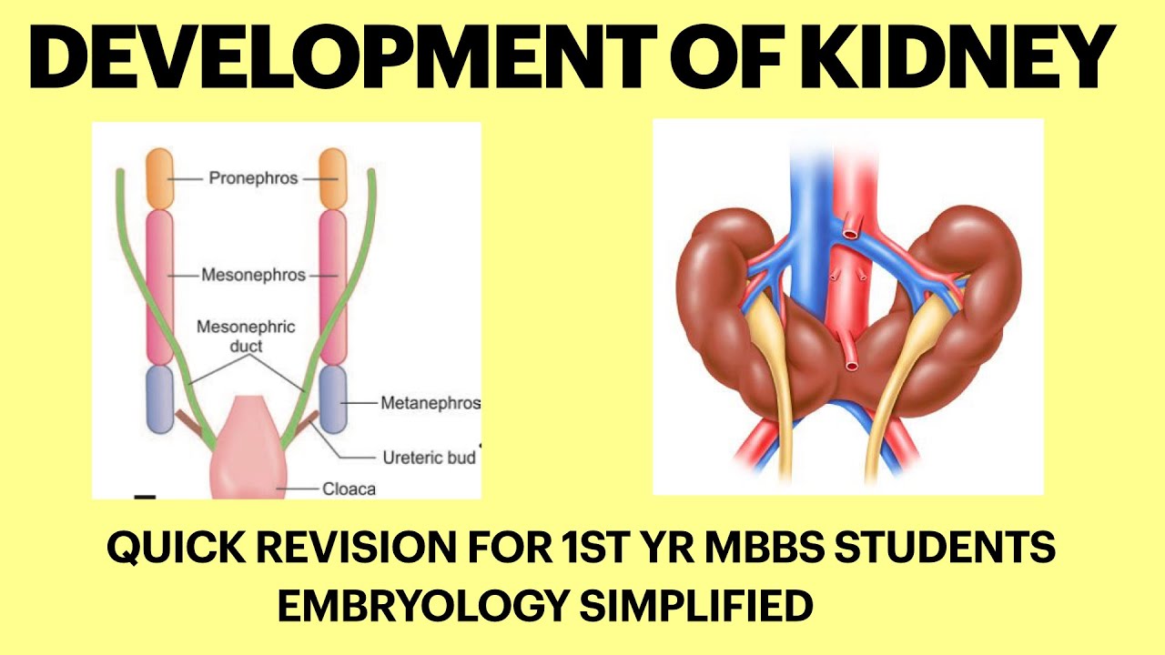 Development of kidney | Quick revision for 1st yr MBBS students | Embryology simplified | Anatomy