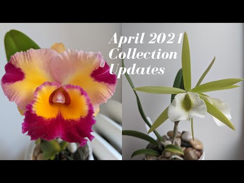 April 2021 Orchid Collection Update | Many First Time Bloomers