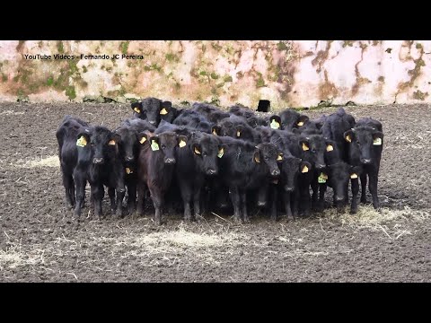 JAF - Os Futuros Touros De Lide - Ilha Terceira - Açores - Portugal