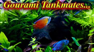 Top 15 Gourami Tankmates... | Best Fishes To Add In Tank... In Tamil / Fish Aquarium Tamil