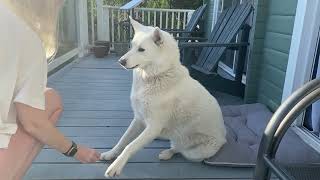 Husky's Hilarious 10 Push-Up Morning Struggle 😂🐾