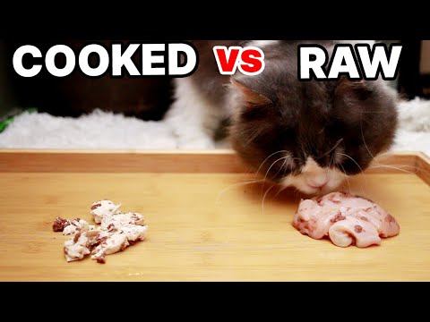 Cooked vs Raw Chicken | What Do Cats Prefer?