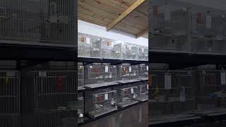 Extrusada Nutrópica Coleiro